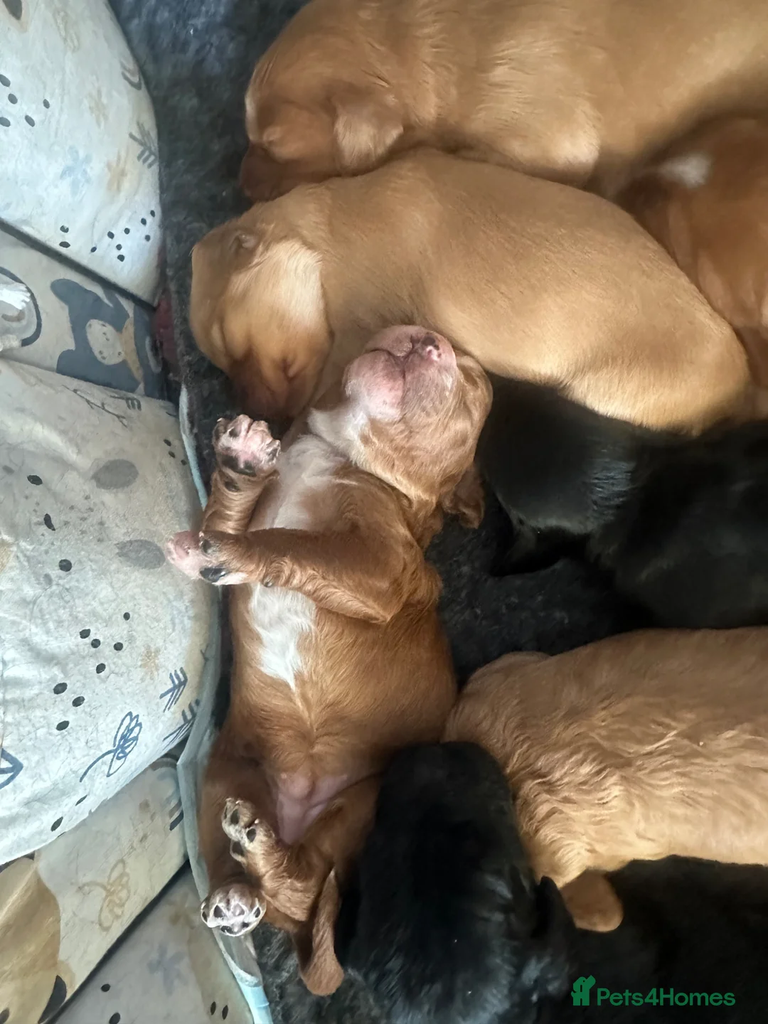 Cockapoo dogs for sale: Stunning cockapoo puppies  - Advert 16