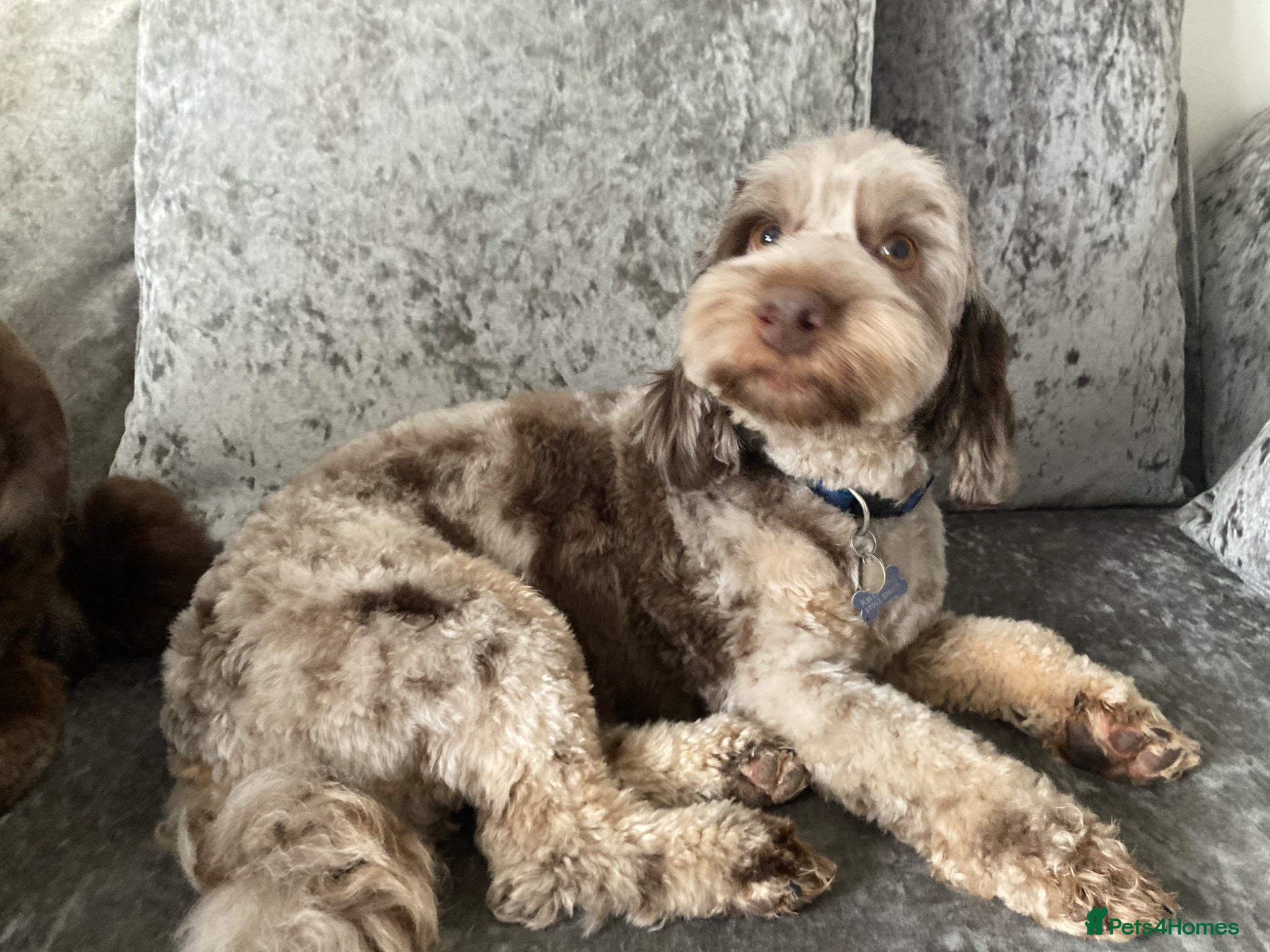 Cockapoo dogs Bear cockapoo - Advert 1