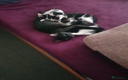 British Shorthair cats for sale: 10 week old female kitten little trained  - Image 1