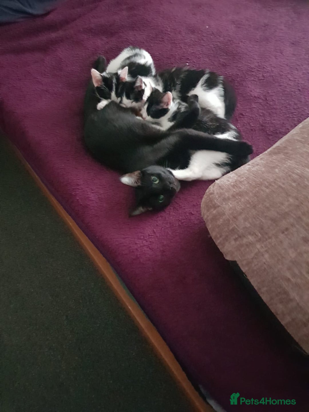 British Shorthair cats for sale: 10 week old female kitten little trained  - Image 1