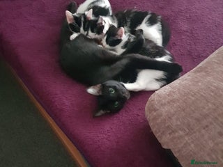 British Shorthair cats 10 week old female kitten little trained - Advert 12