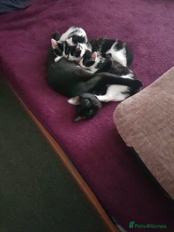 British Shorthair cats - Advert 1