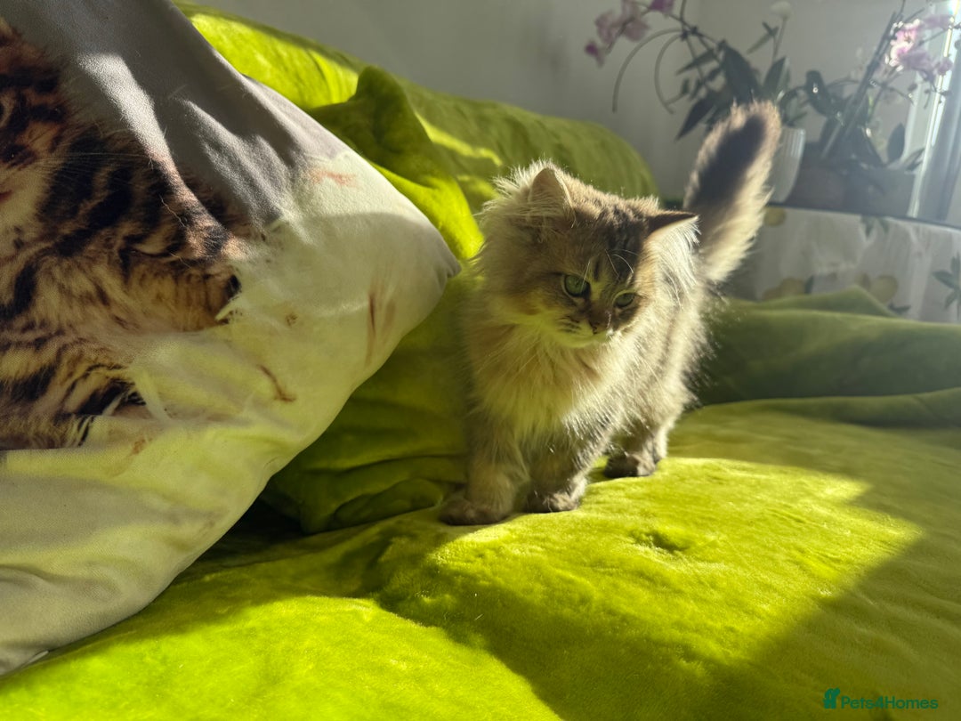 British Longhair cats for sale: Last British Longhair kitten  - Advert 10
