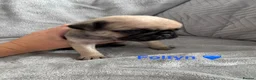Pug dogs for sale: Beautiful KC Registered Pug Puppies available now! - Advert 8
