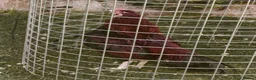Chickens poultry for sale: 🌟Imported egg Aseel Rooster🌟 - Advert 14