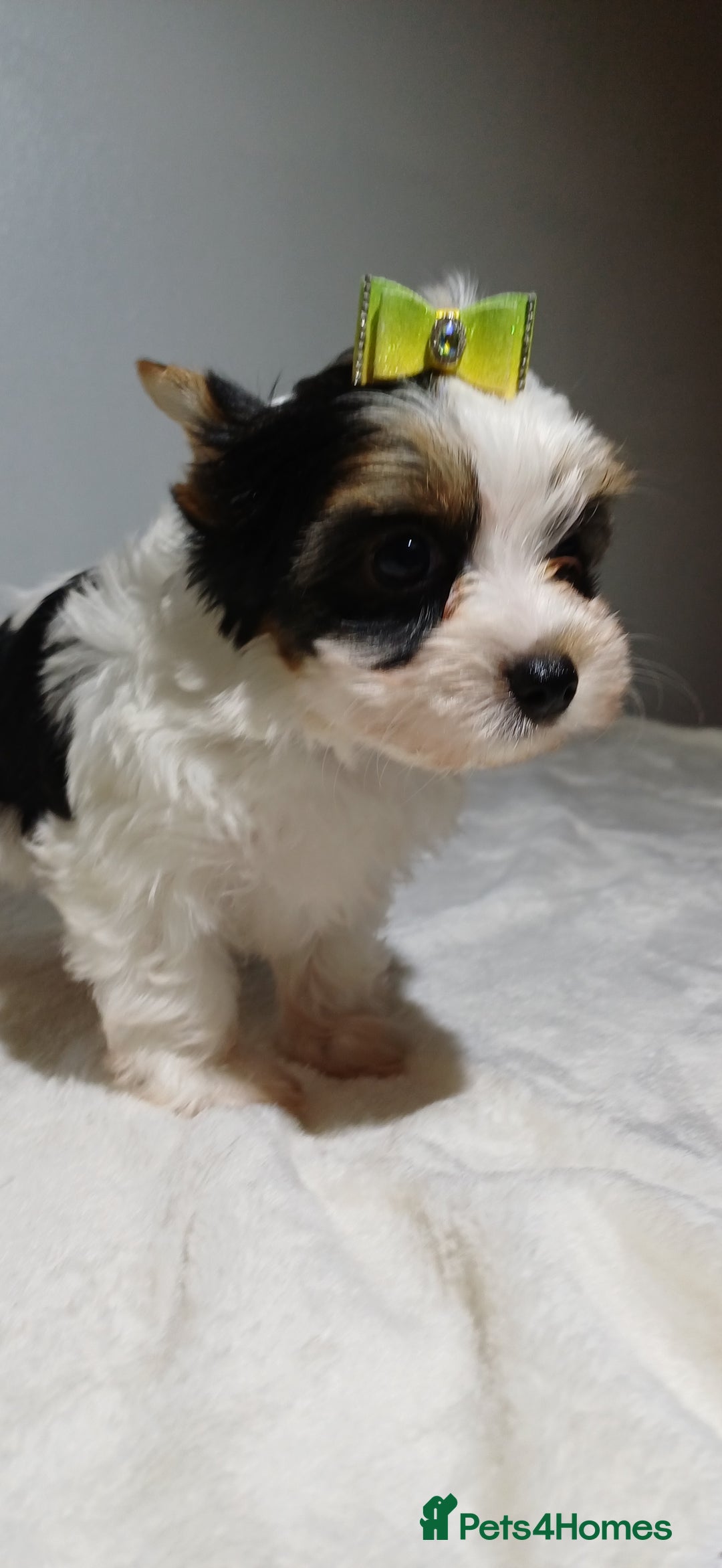 Yorkshire Terrier dogs for sale: 100% Biewer yorkshire-terrier Pedigree  - Advert 12