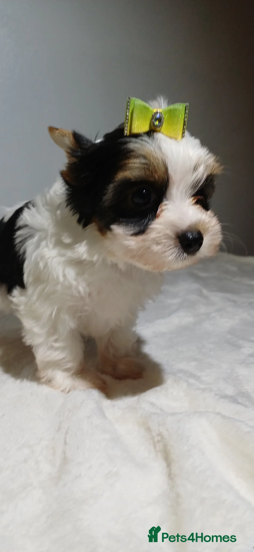 Yorkshire Terrier dogs for sale: 100% Biewer yorkshire-terrier Pedigree  - Advert 12