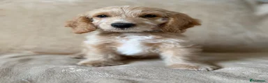 Cockapoo 1