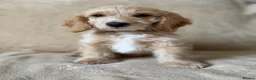 Cockapoo dogs for sale: Adorable cockapoo pups - Advert 6