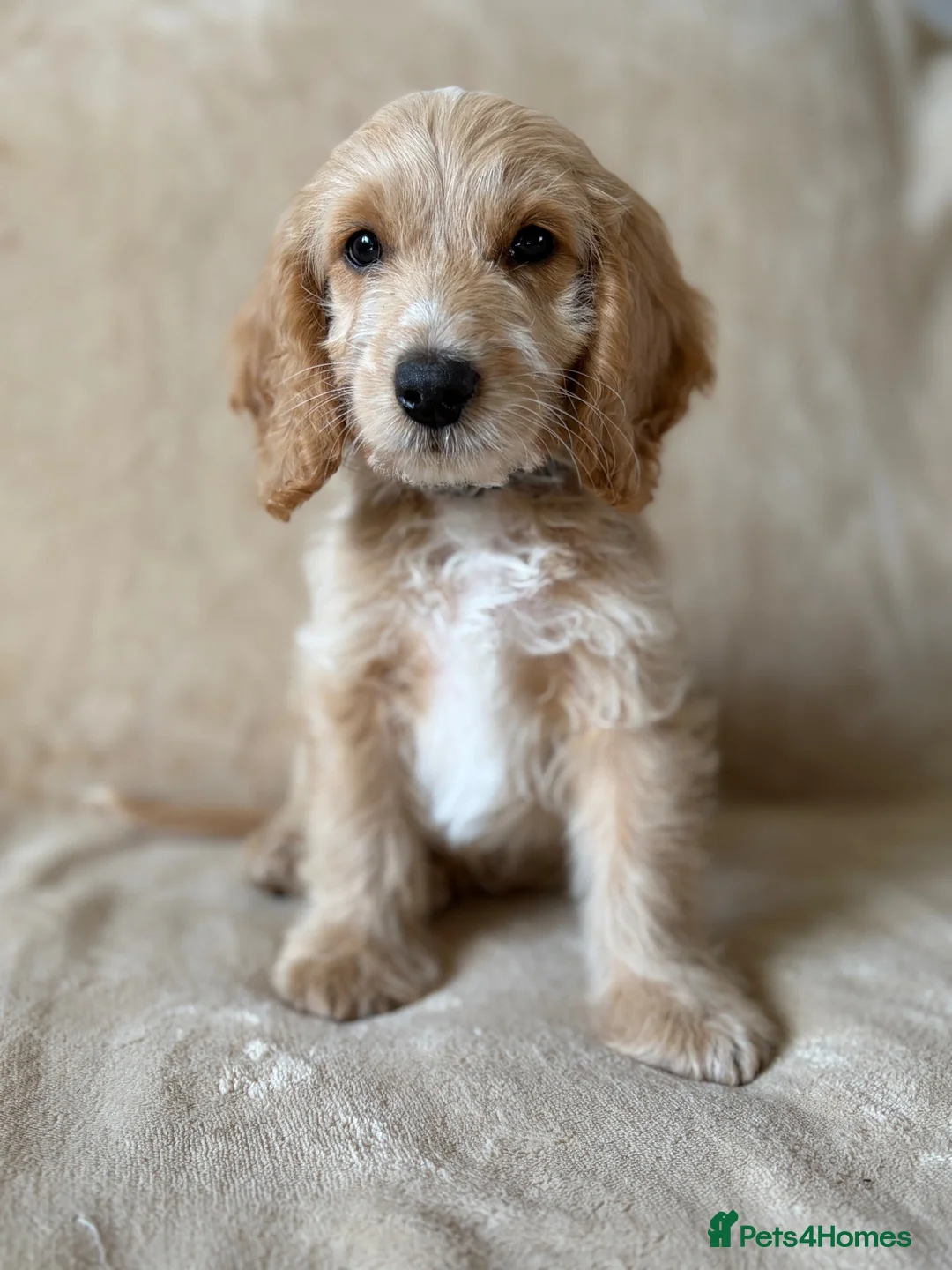 Cockapoo dogs for sale: Adorable cockapoo pups - Advert 6