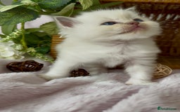 Ragdoll cats for sale: Cherubim Ragdoll Kittens TICA Mink Lynx - Image 20