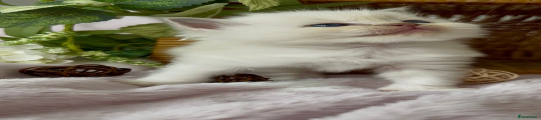 Cotton Tail