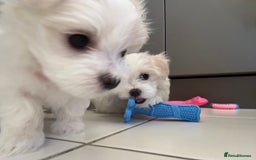Maltese dogs for sale: 5 Generation KC registered Maltese - Image 15