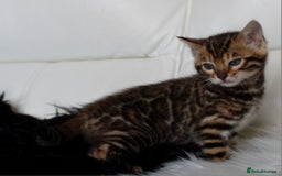 Bengal cats for sale: Stunning bengal kittens - Image 7