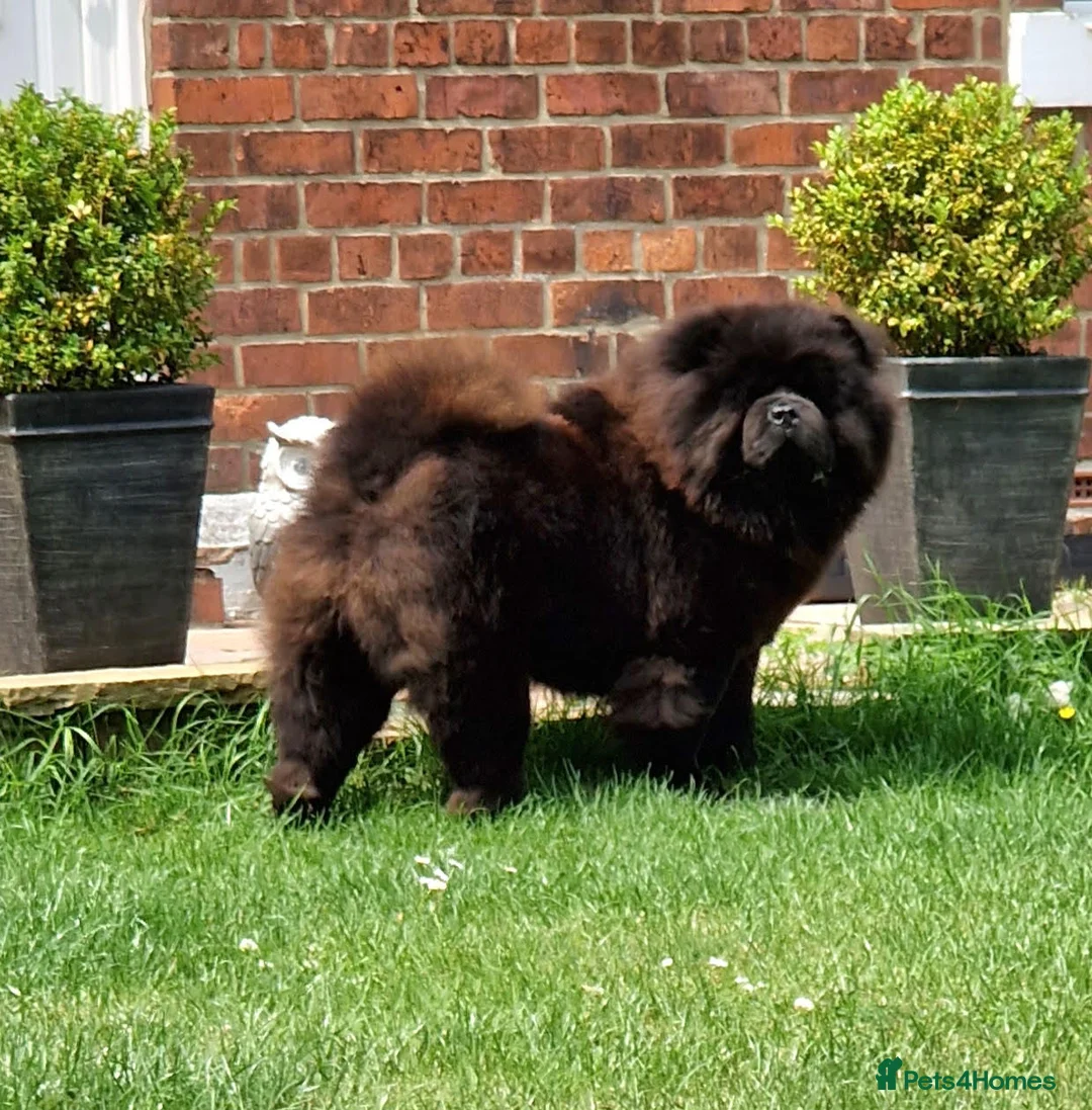 Chow Chow dogs for stud: Now at stud, proven, kc reg in Wingate - Advert 3