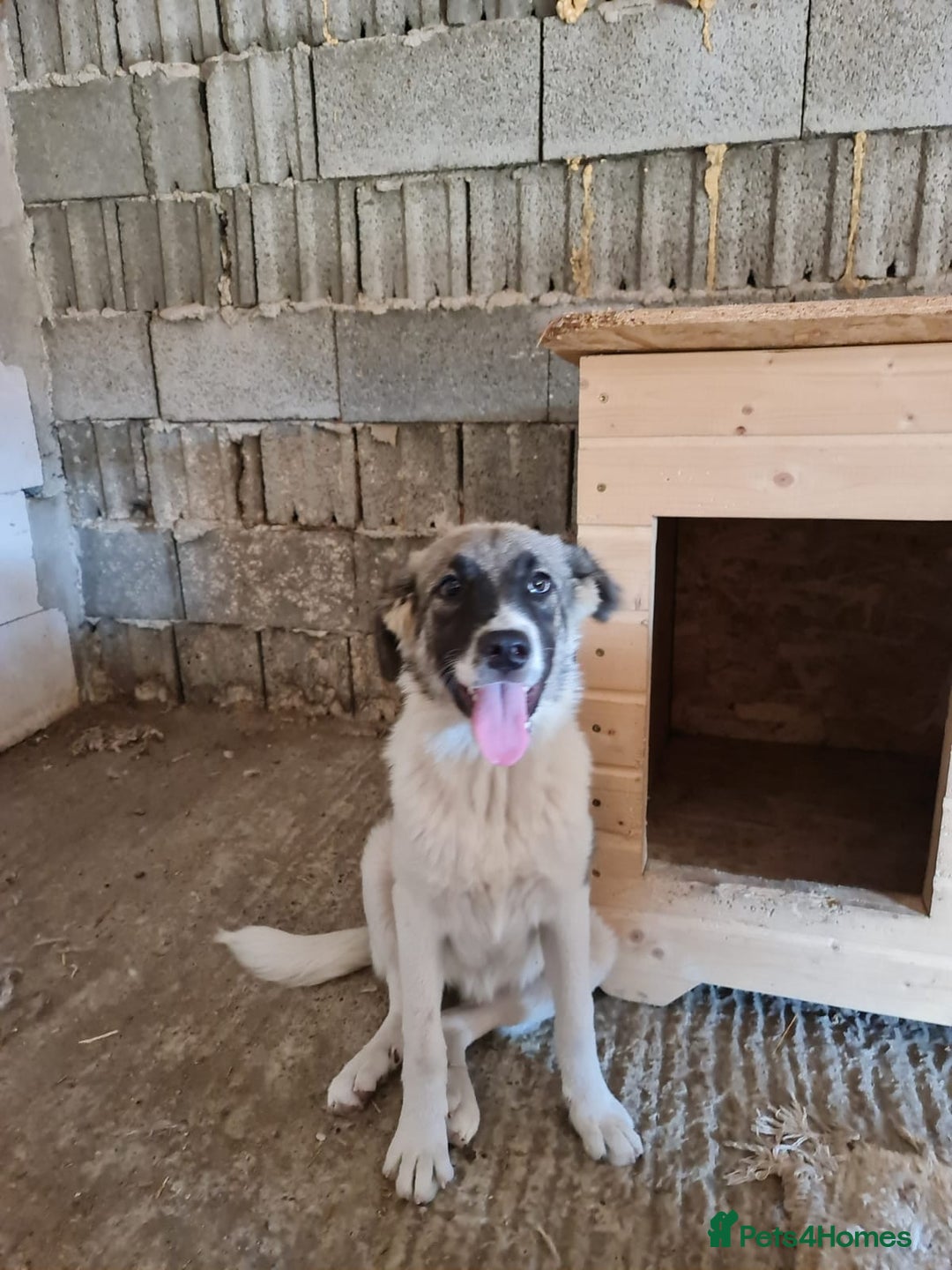 Mixed Breed dogs for adoption: Beautiful and Gentle HEIDI - for a Loving Home - Image 14