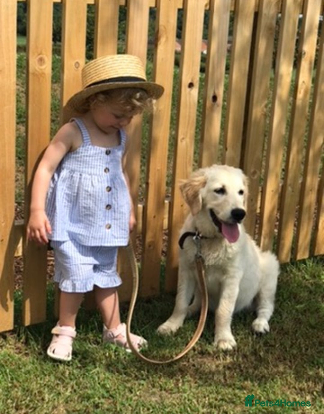 Golden Retriever dogs for sale: Rare & wonderful petite golden retrievers - Image 1