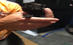 Pug dogs for sale: KC Pug puppies 4 girls 3 boys - Image 31