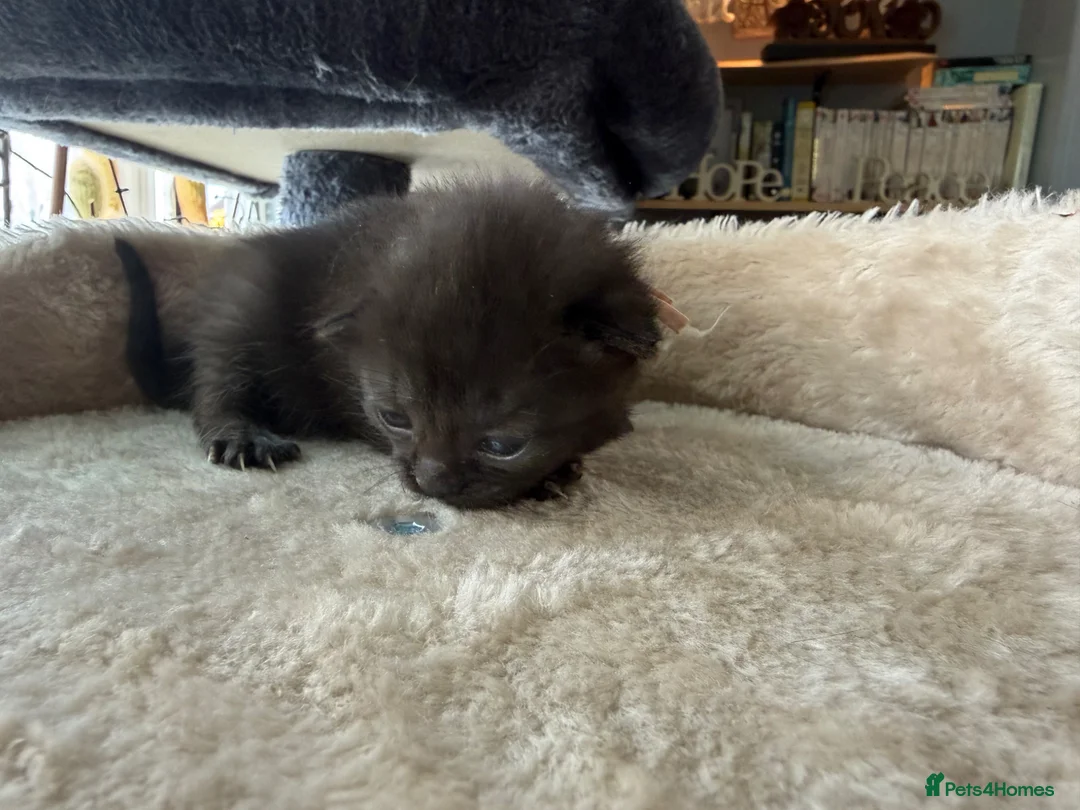 British Shorthair cats for sale: Pedigree British Shorthair Kittens – Ready May - Advert 8