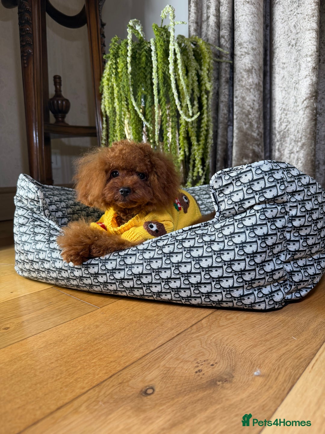 Toy Poodle dogs for sale: Asian micro poodle Boy - Image 29