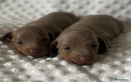 Miniature Dachshund dogs for sale: KC Miniature Isabella Dachshunds PRA Clear - Image 7