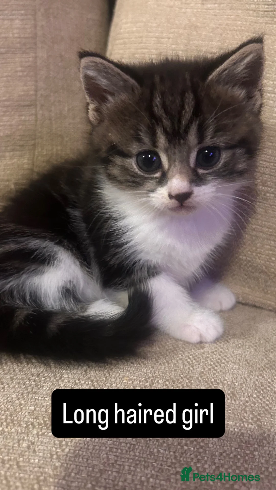 Mixed Breed cats for sale: X3 female kittens  - Advert 1