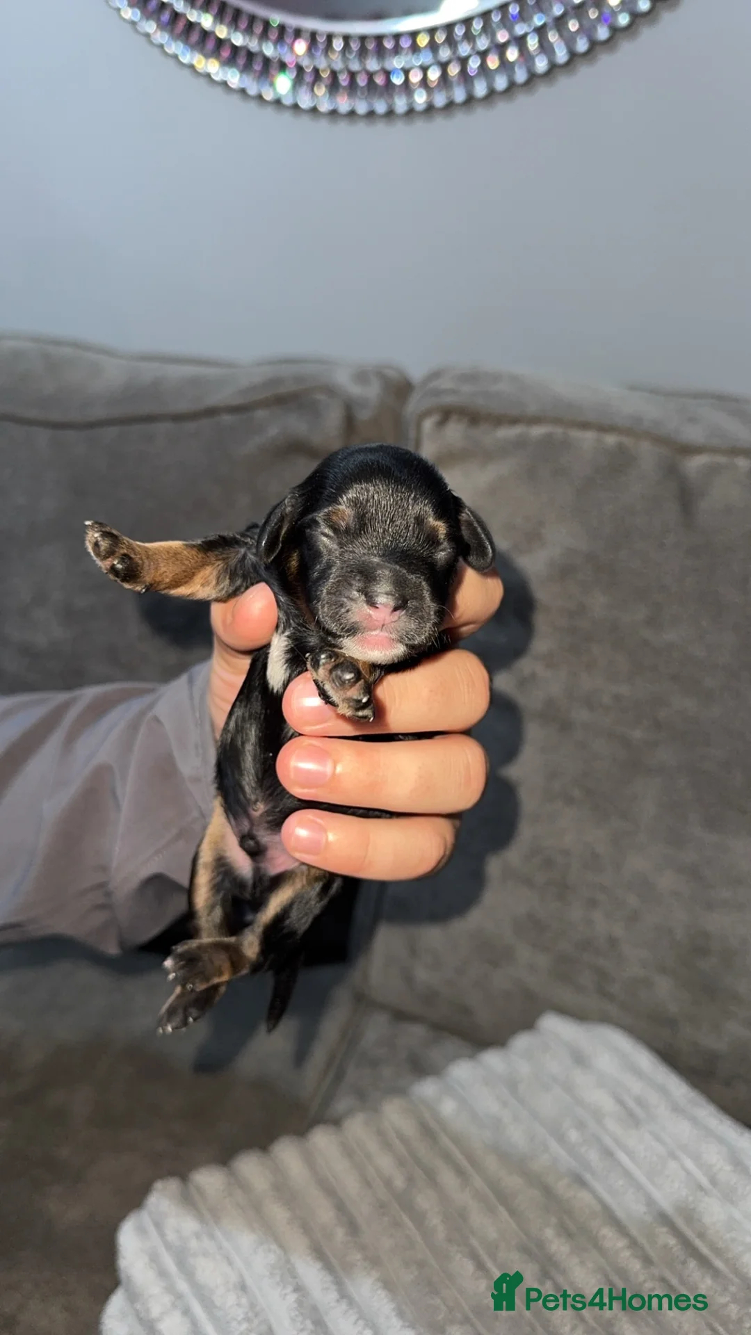 Mixed Breed dogs for sale: Cockalierpoos in Sittingbourne - Advert 2