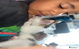British Shorthair cats for sale: Last male kitten for sale  - Image 2