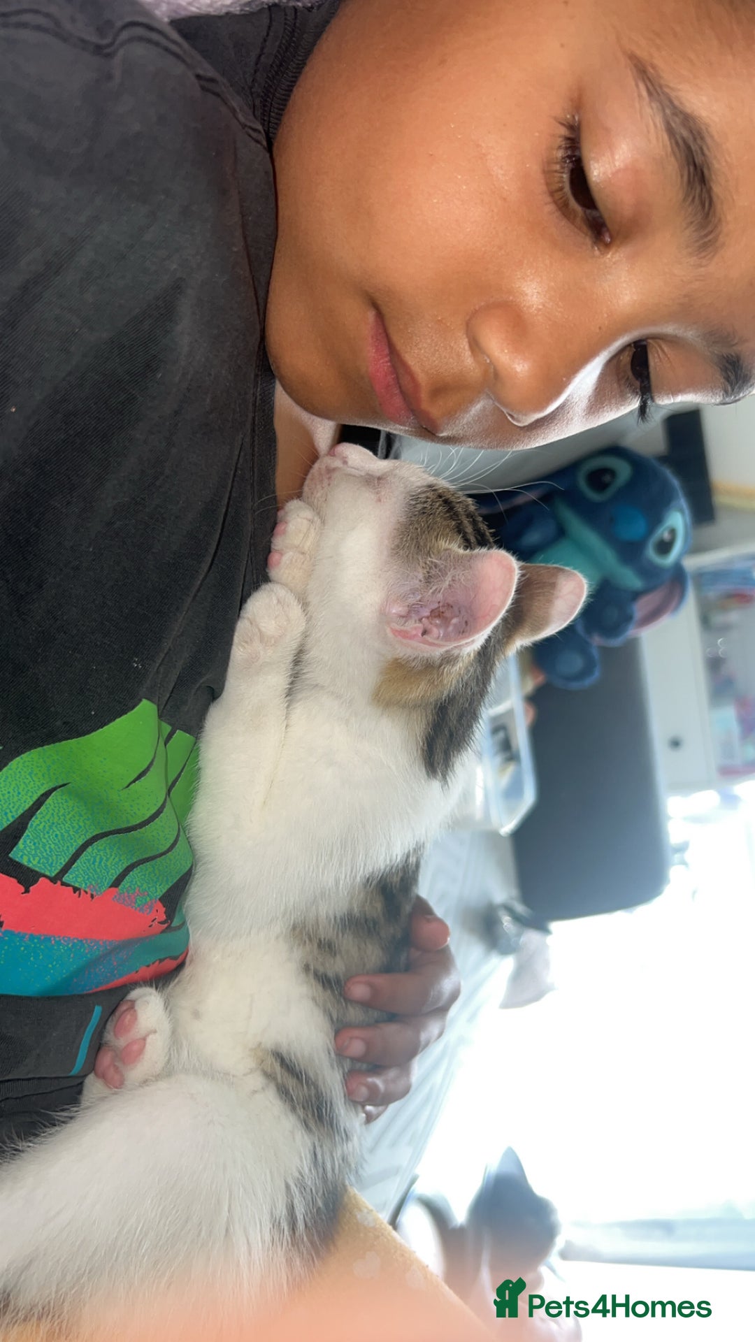 British Shorthair cats for sale: Last male kitten for sale  - Image 2