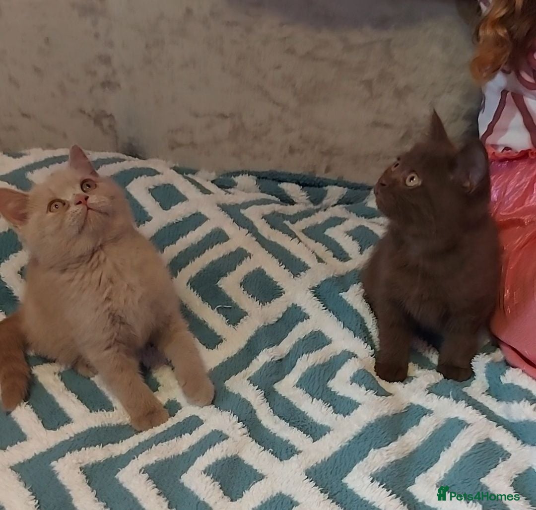 British Shorthair cats Cinnamon and lilac boys ready to steal your heart - Advert 2
