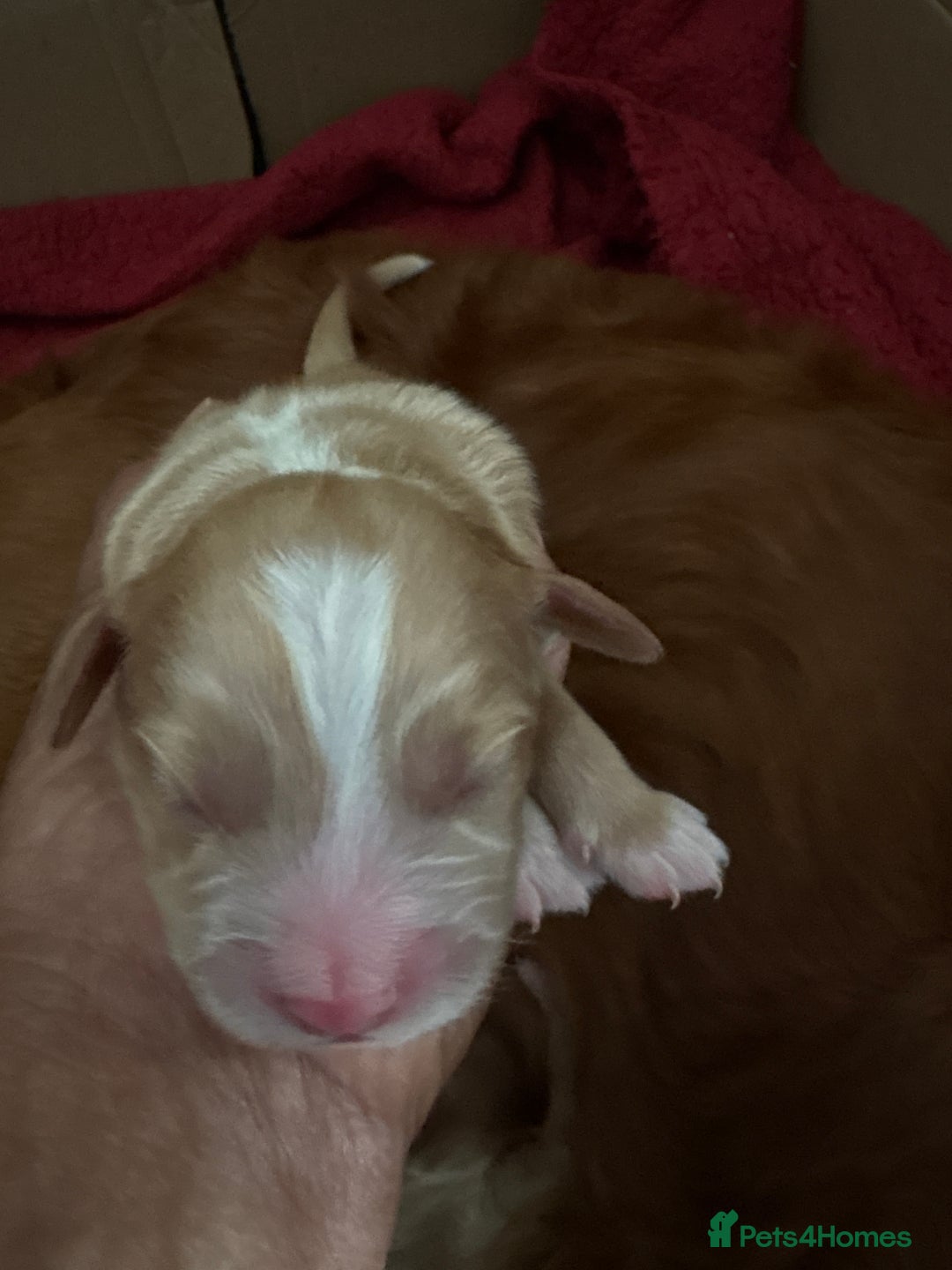 Sprocker dogs for sale: Sprocker for sale - Image 14