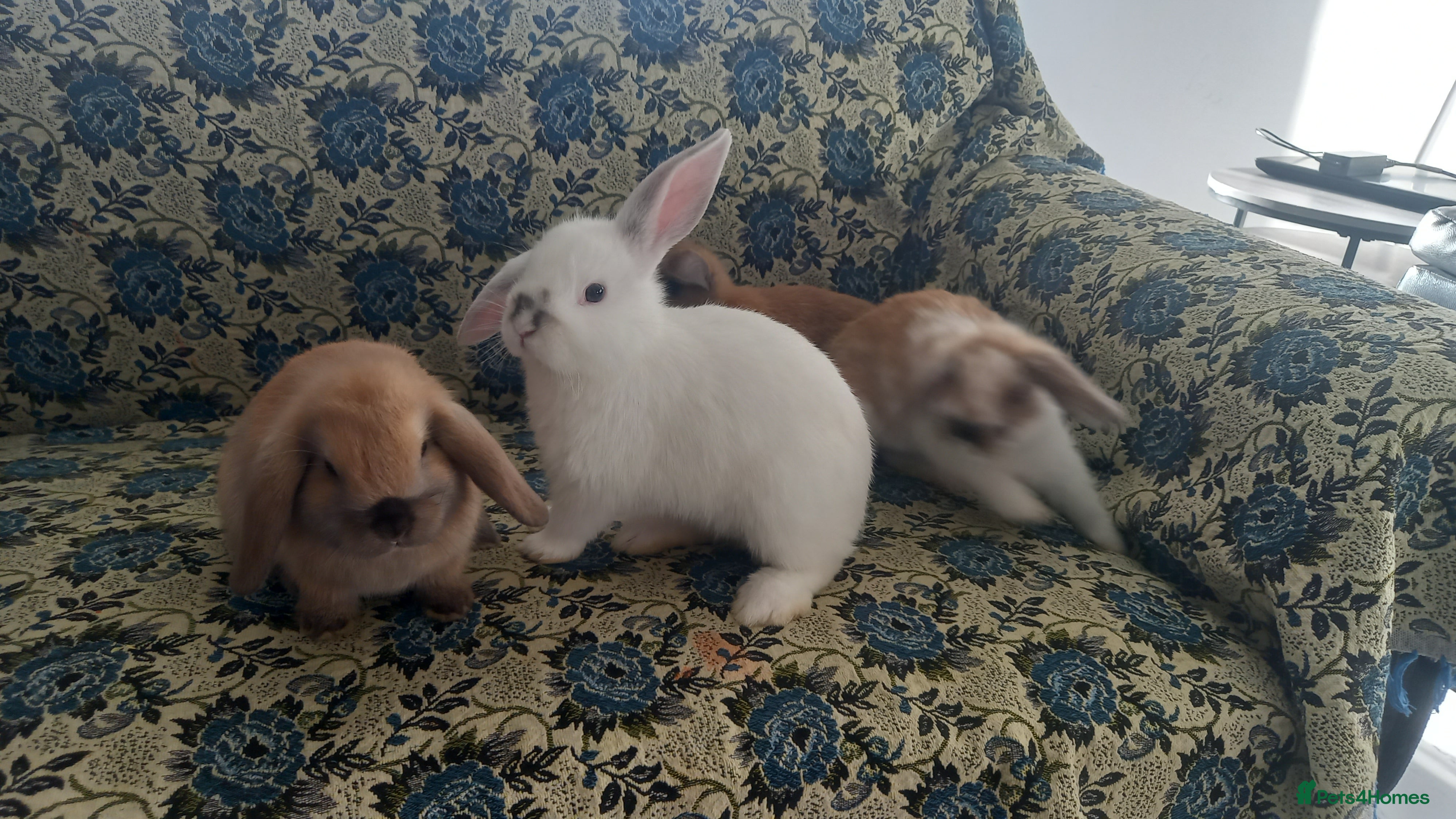 Mini Lop rabbits 4 Beautiful Mini Baby Lops  - Advert 15