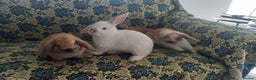 Mini Lop rabbits for sale: 4 Beautiful Mini Baby Lops  - Advert 1