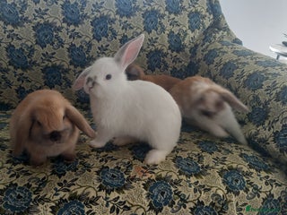 Mini Lop rabbits 4 Beautiful Mini Baby Lops - Advert 15