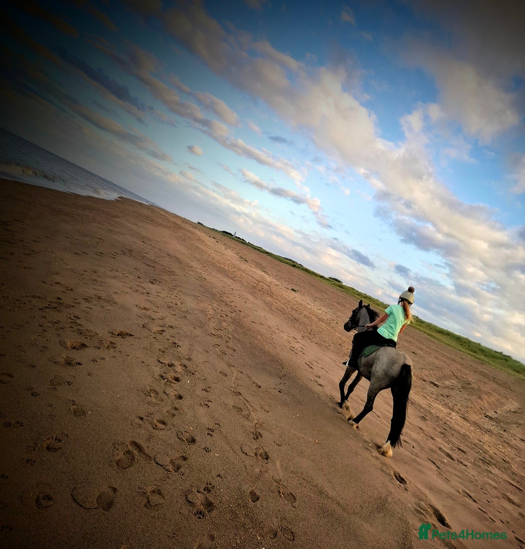 Other Breed horses for sale: Sad sale of well loved pony! - Image 3