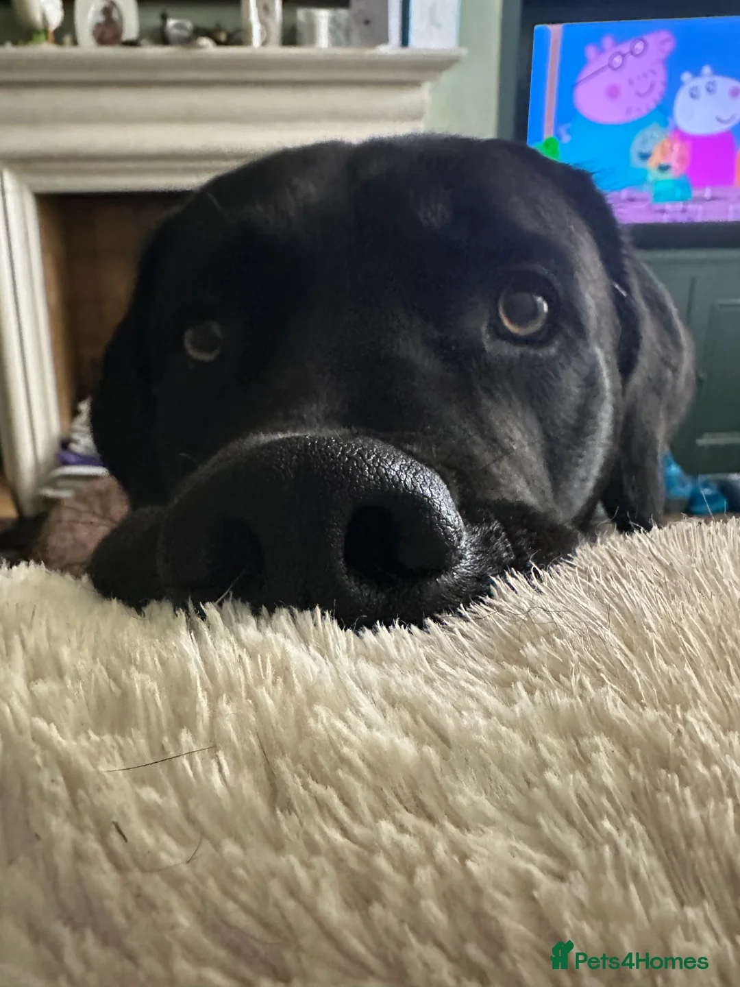 Mixed Breed dogs for sale:  Beautiful mastador neutered male in Wetherby - Advert 6