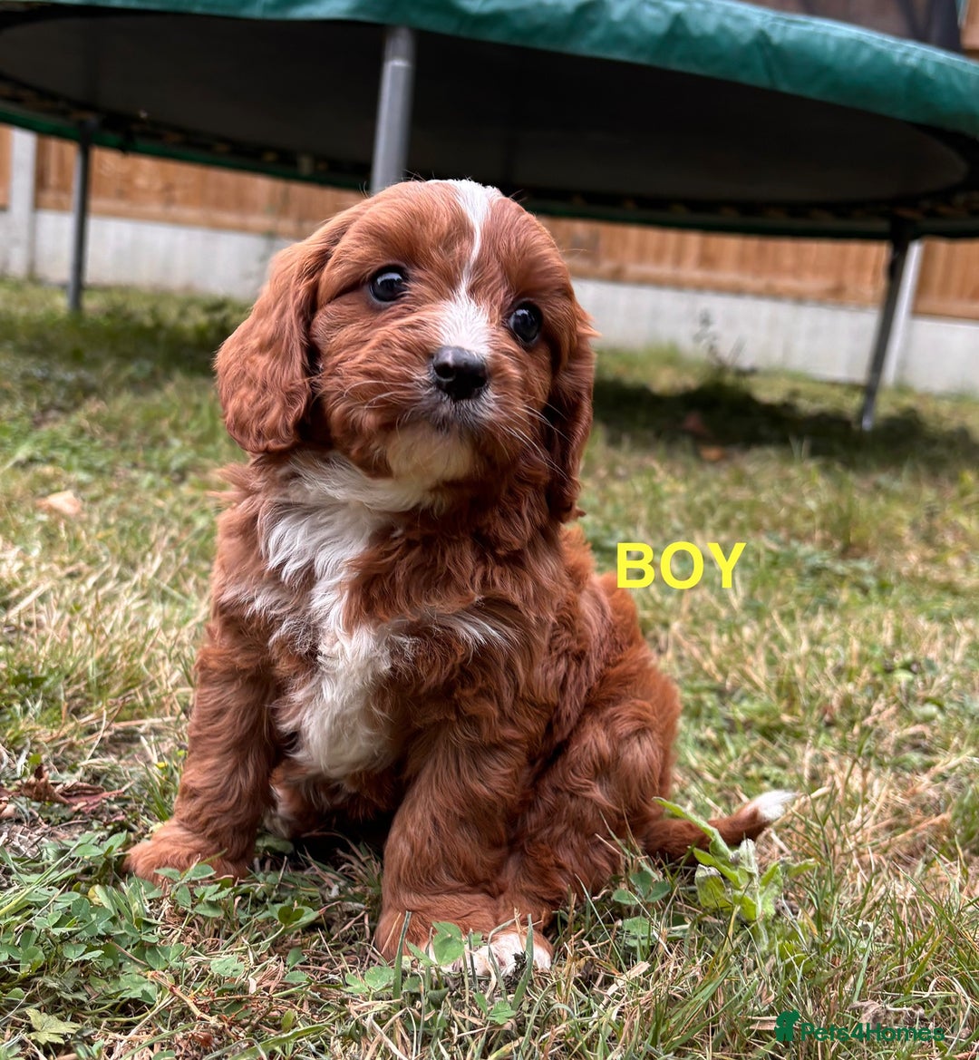 Cavapoo dogs for sale: Stunning cavapoo pups *ready to leave 29th august* - Image 6