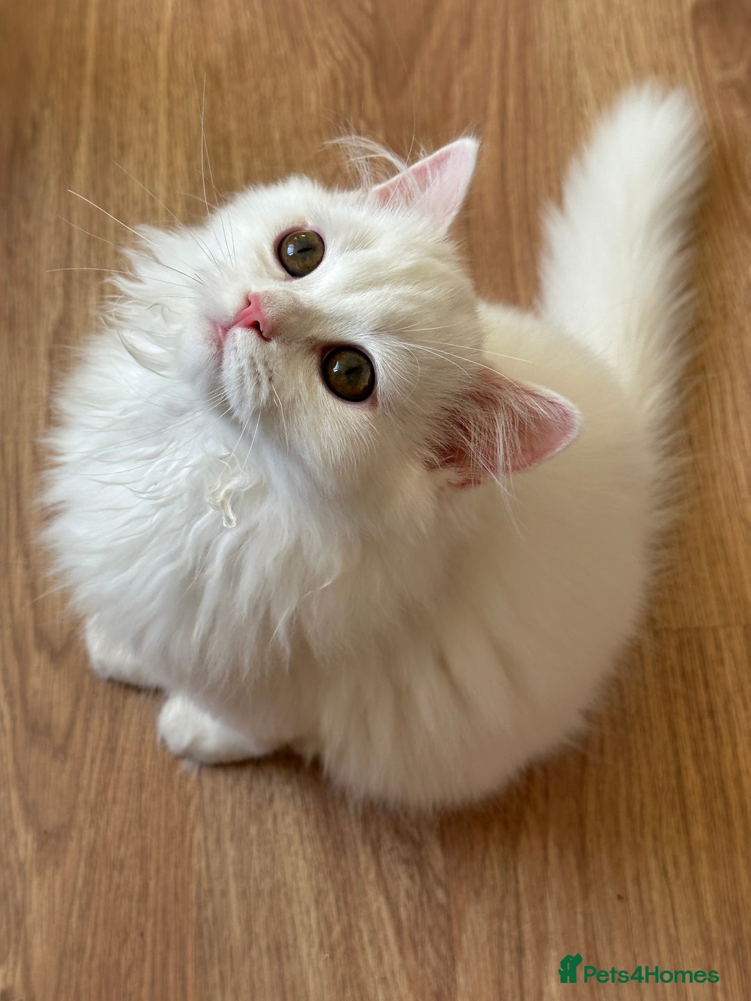 British Shorthair cats for sale: Gorgeous British Longhair & Shorthair Kittens - Advert 26