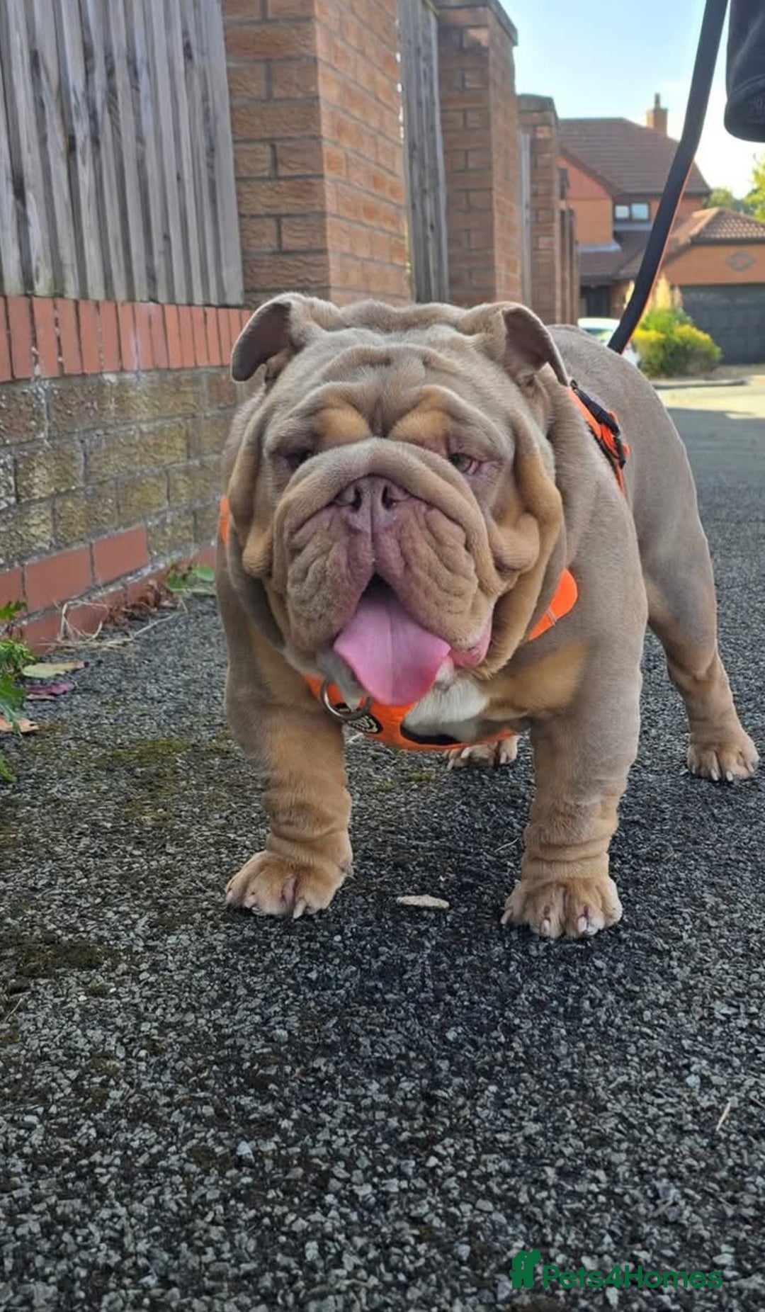 Gallery Image {{count}}