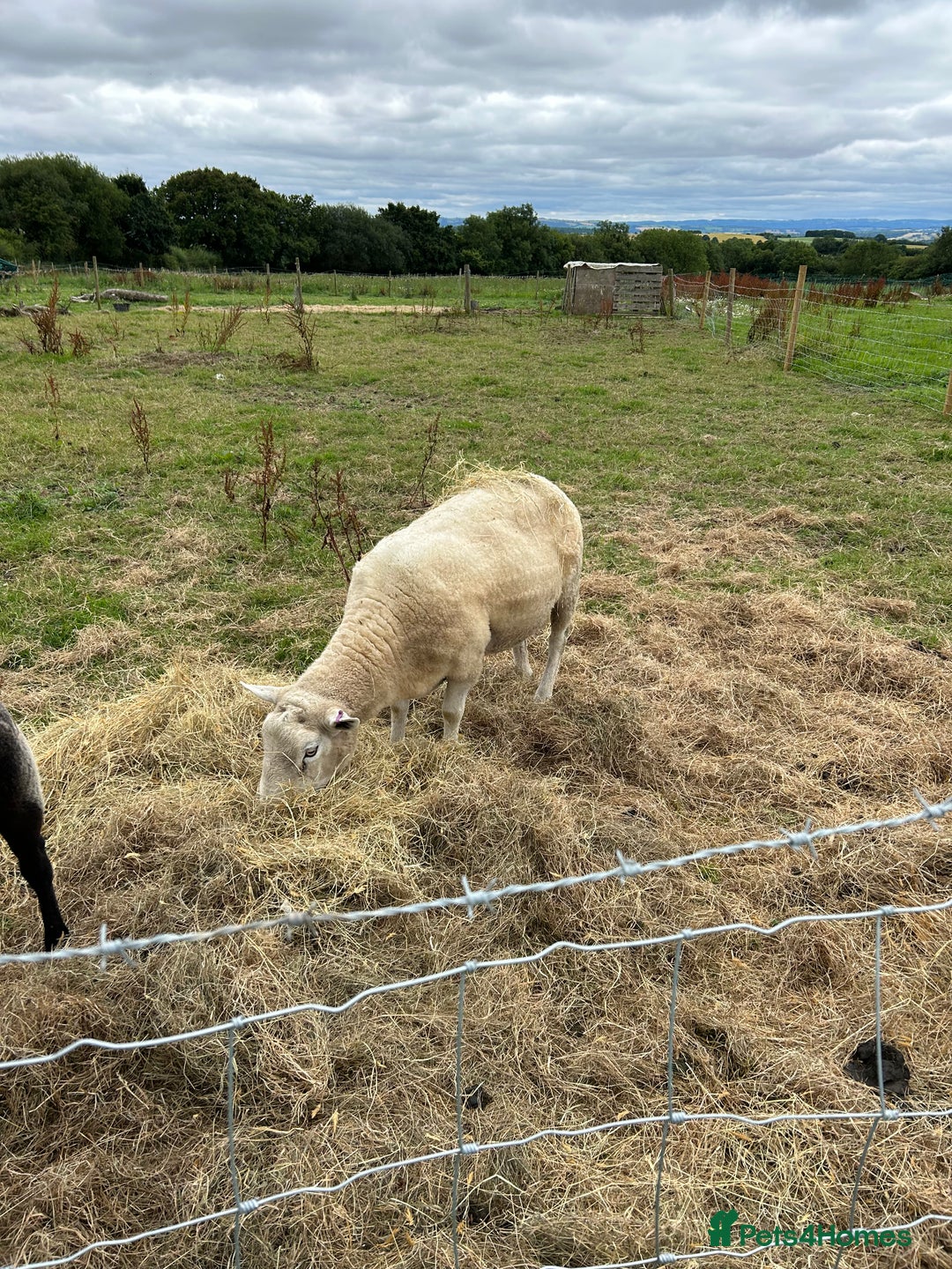 Sheep livestock for sale: Free ram, need gone ASAP - Image 3
