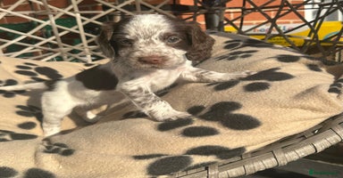 Cocker Spaniel dogs - Advert 4