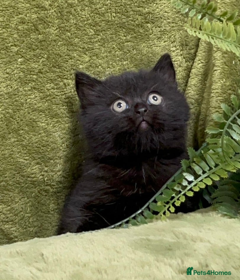 Himalayan cats Rare Himalayan x kittens, super friendly & playful - Advert 6