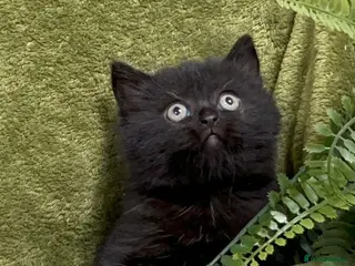 Himalayan cats Rare Himalayan x kittens, super friendly & playful - Advert 6