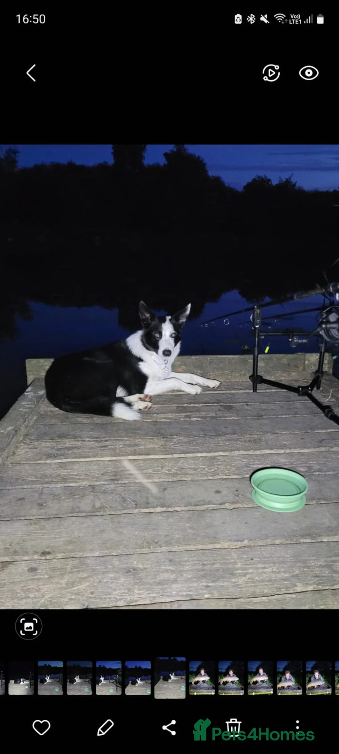 Border Collie dogs for stud: Milo for stud (PROVEN) in Chesterfield - Advert 8