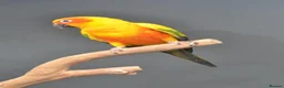 Parrots birds for sale: Baby Sun Conures for sale  - Advert 2