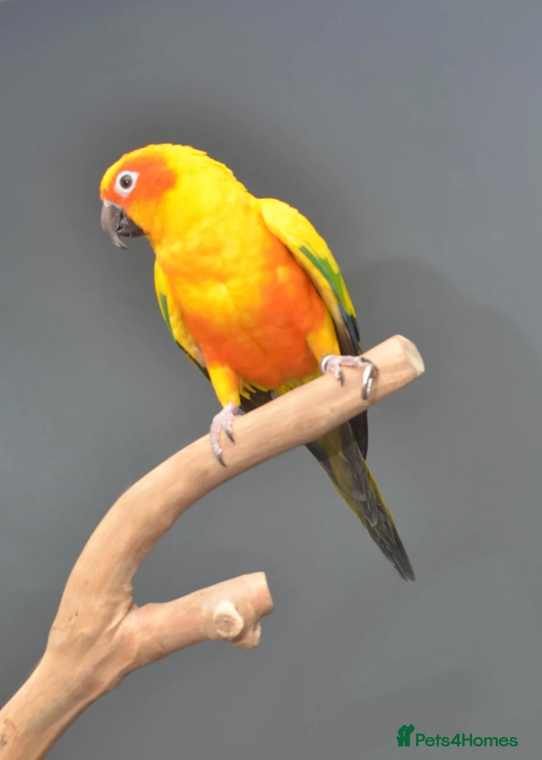 Parrots birds for sale: Baby Sun Conures for sale  - Advert 2