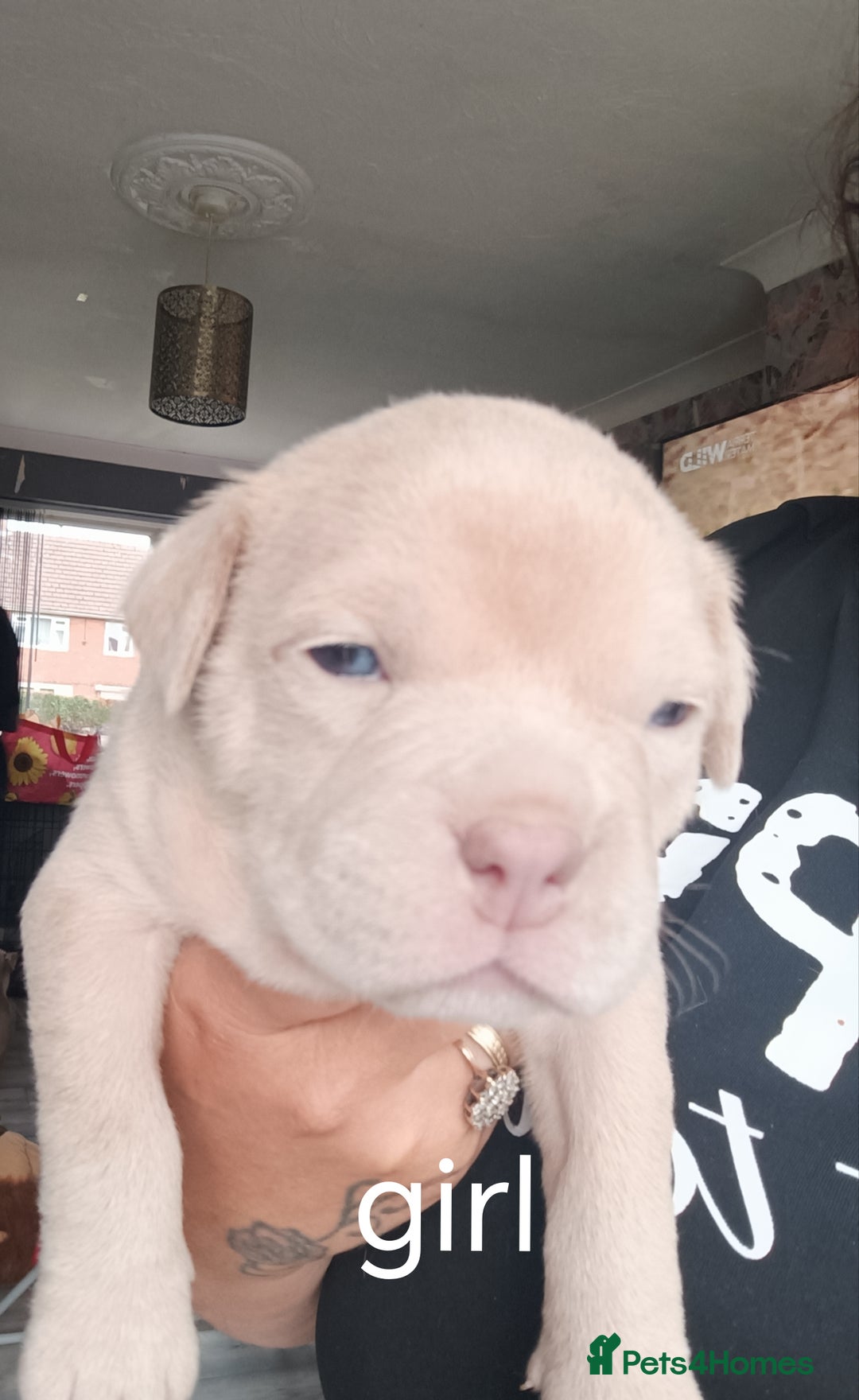 American Bully dogs for sale: American pocket bully ready to go - Image 3