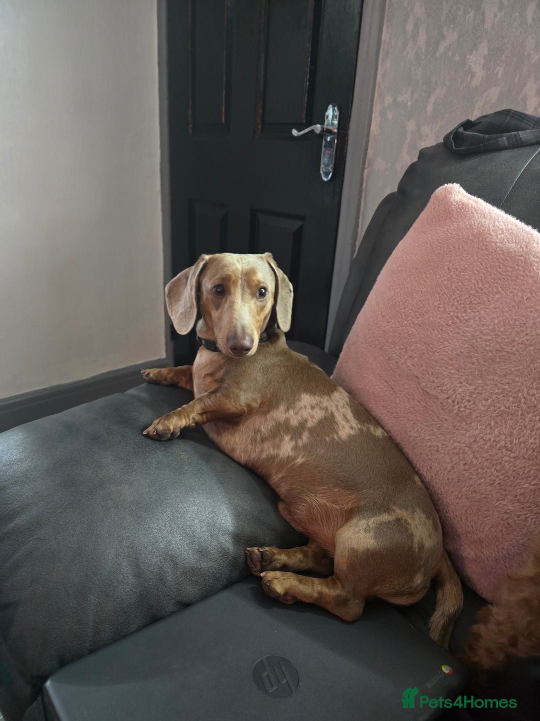 Mixed Breed dogs for sale: Labradoodle x dachshund  - Image 13