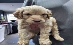 Labradoodle dogs for sale: Large standard labradoodles - Image 28