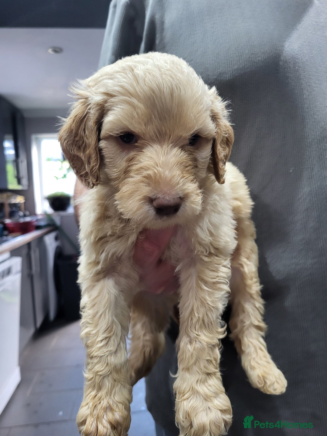 Labradoodle dogs for sale: Large standard labradoodles - Image 28